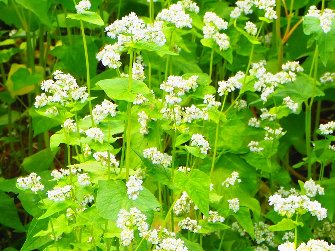 そばの花が満開 戸隠 呑ん子の放浪記