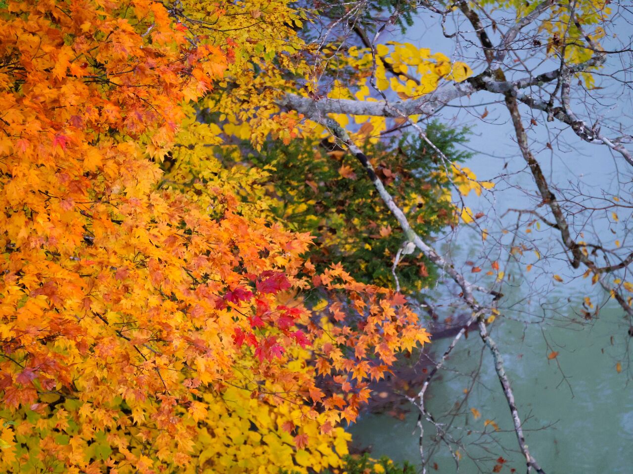 紅葉☆ 弘前城菊と紅葉まつり2025」 弘前城菊と紅葉まつりを撮影しました 3年