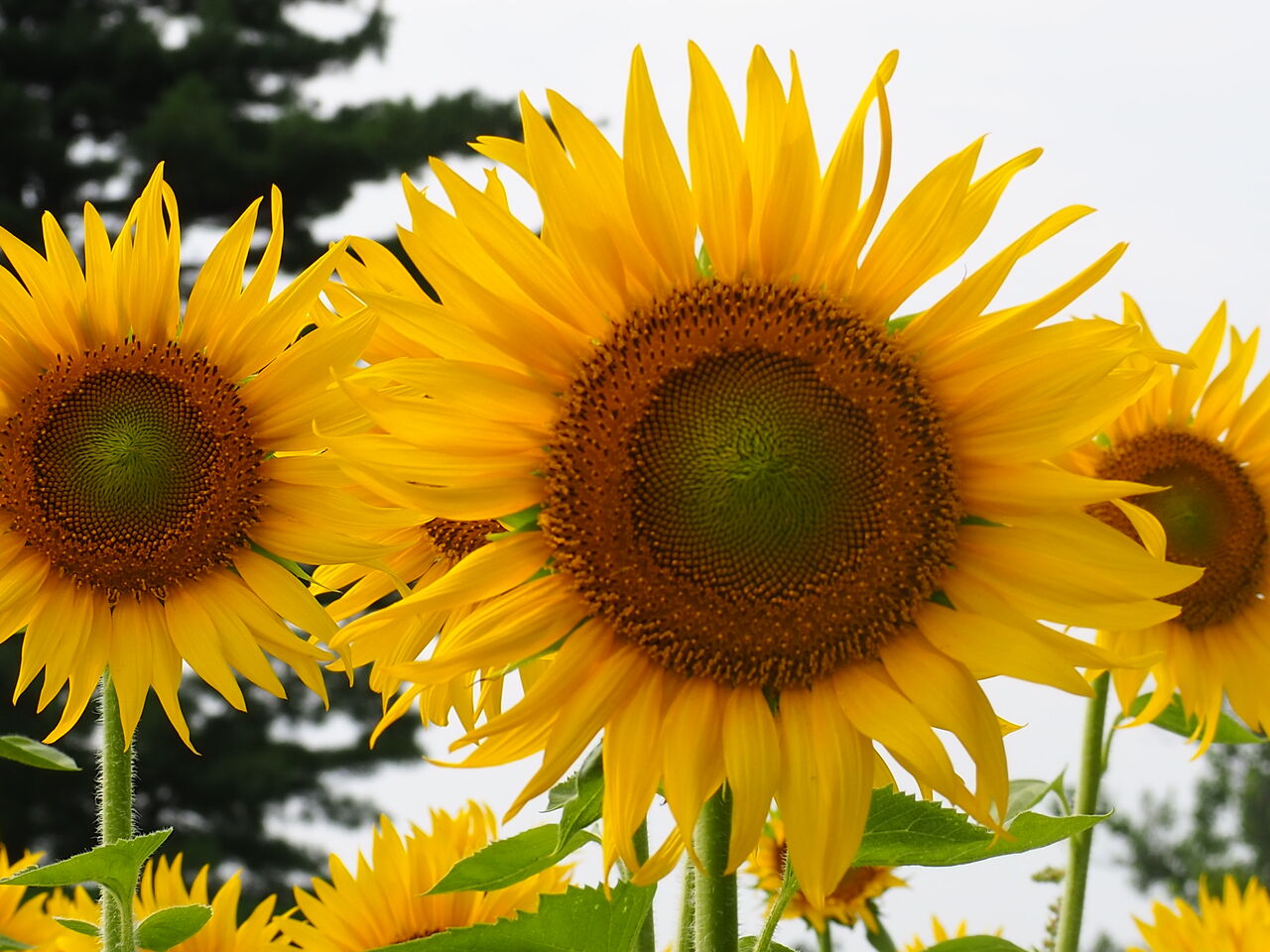 飯山のひまわり畑 呑ん子の放浪記