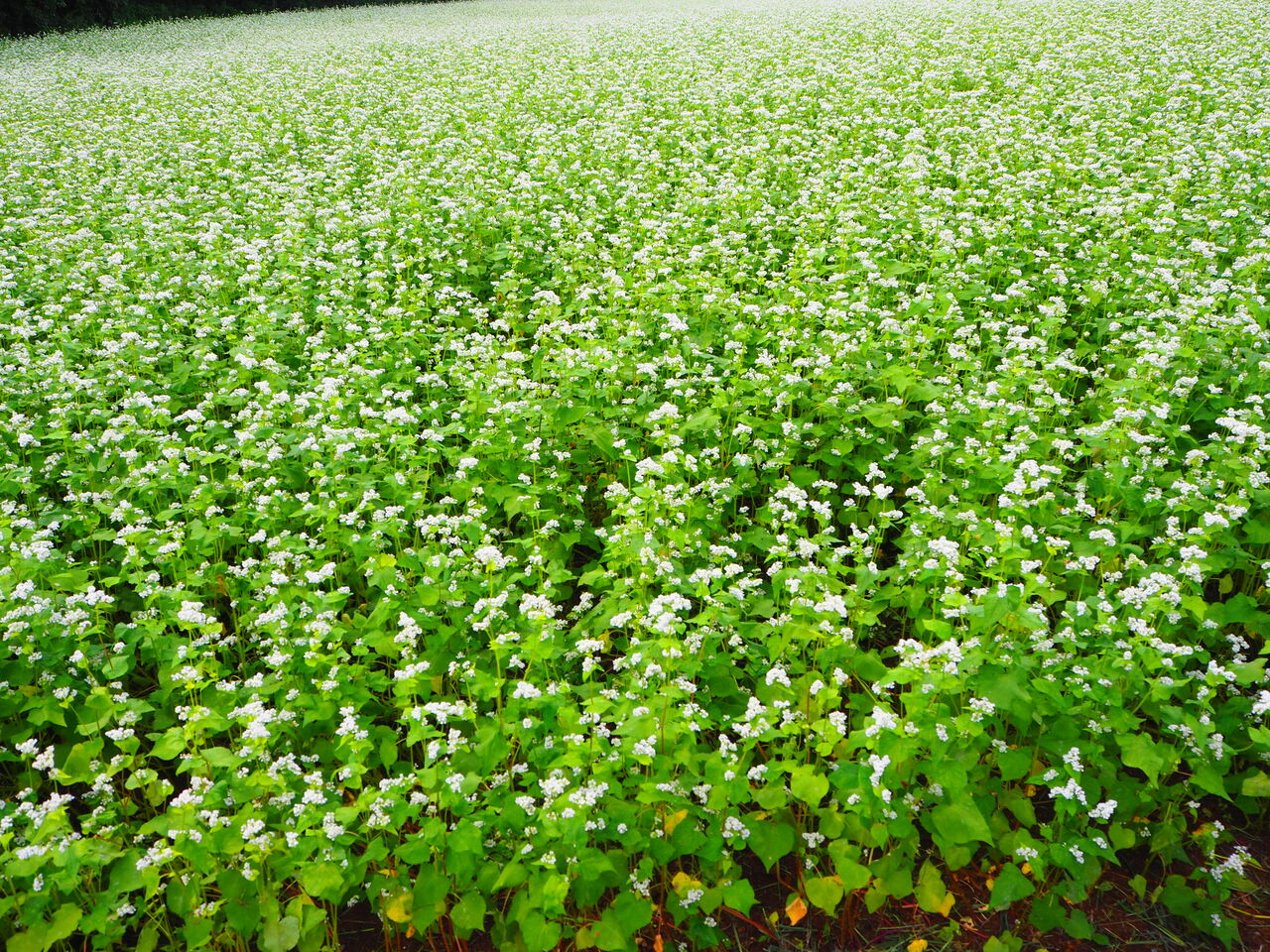 そばの花が満開 戸隠 呑ん子の放浪記