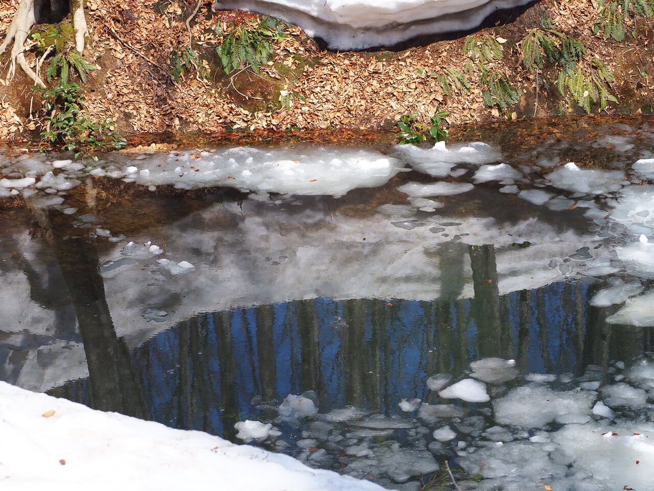 松之山美人林根明け 呑ん子の放浪記
