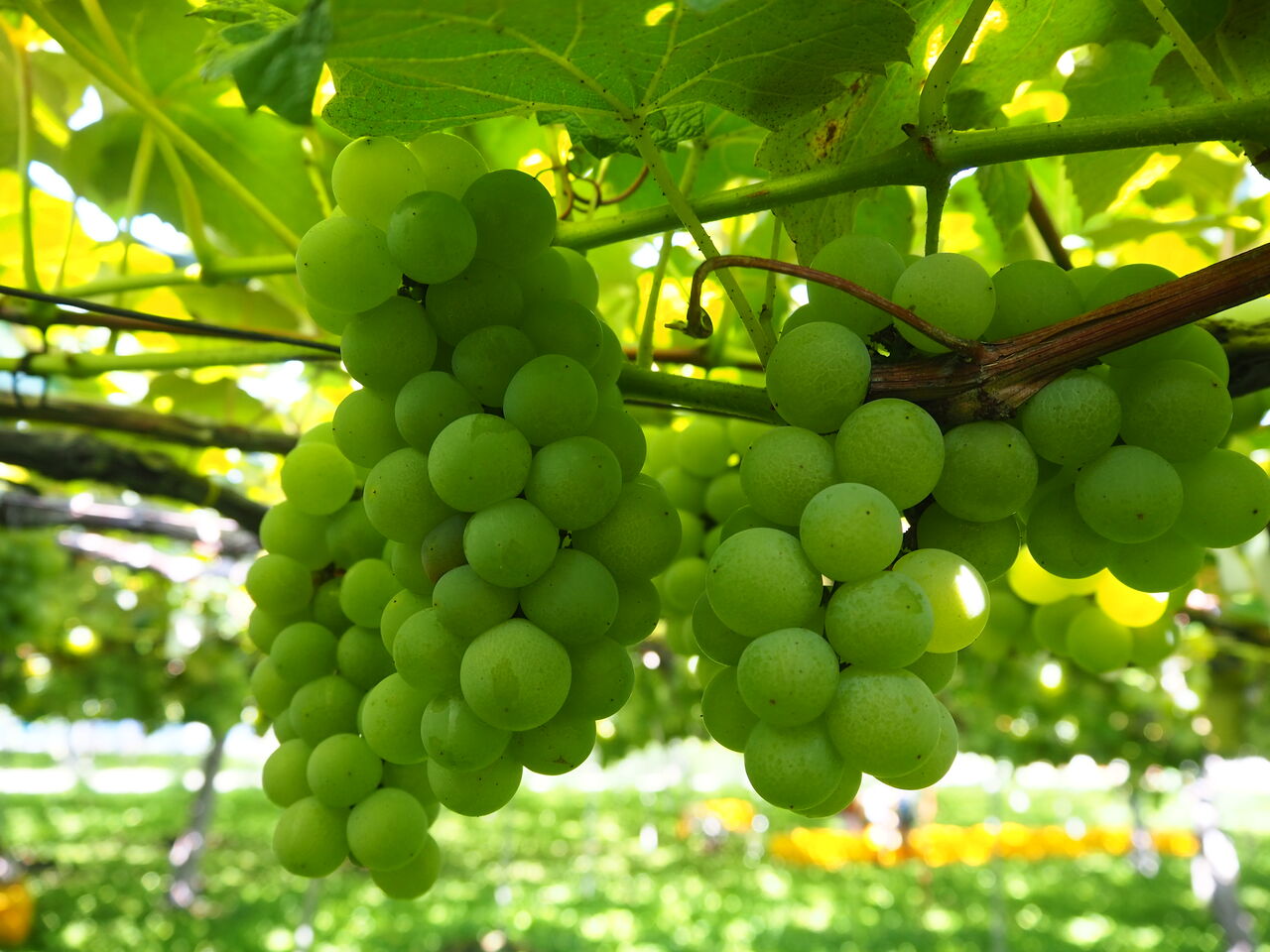 塩尻のワインぶどう 呑ん子の放浪記