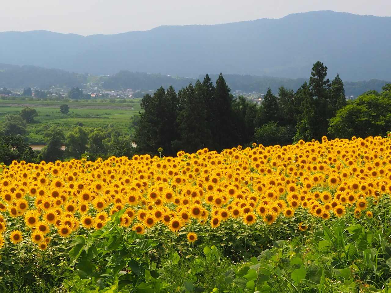 飯山のひまわり畑 呑ん子の放浪記