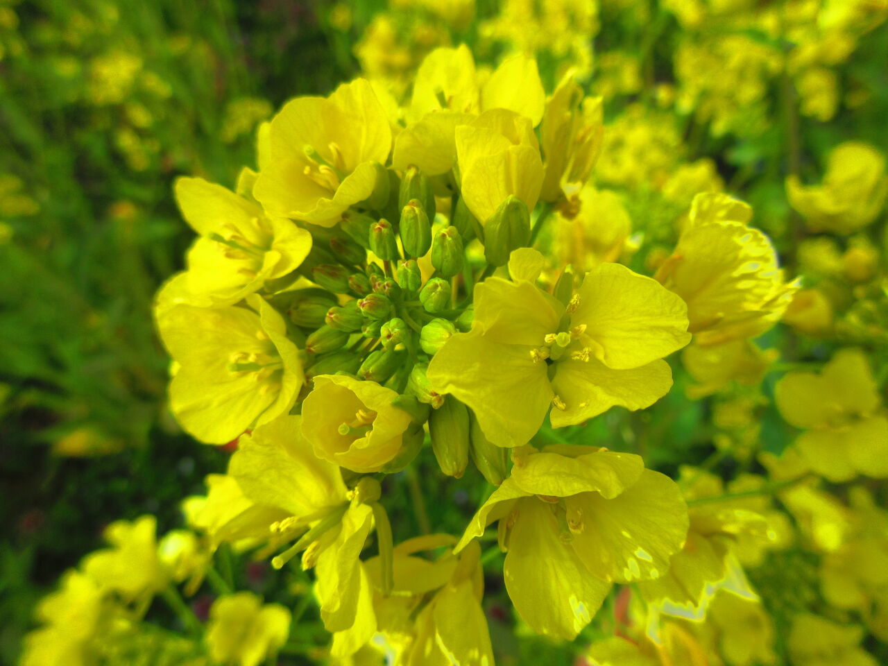 菜の花畑で深呼吸 呑ん子の放浪記 菜の花畑で深呼吸 呑ん子の放浪記