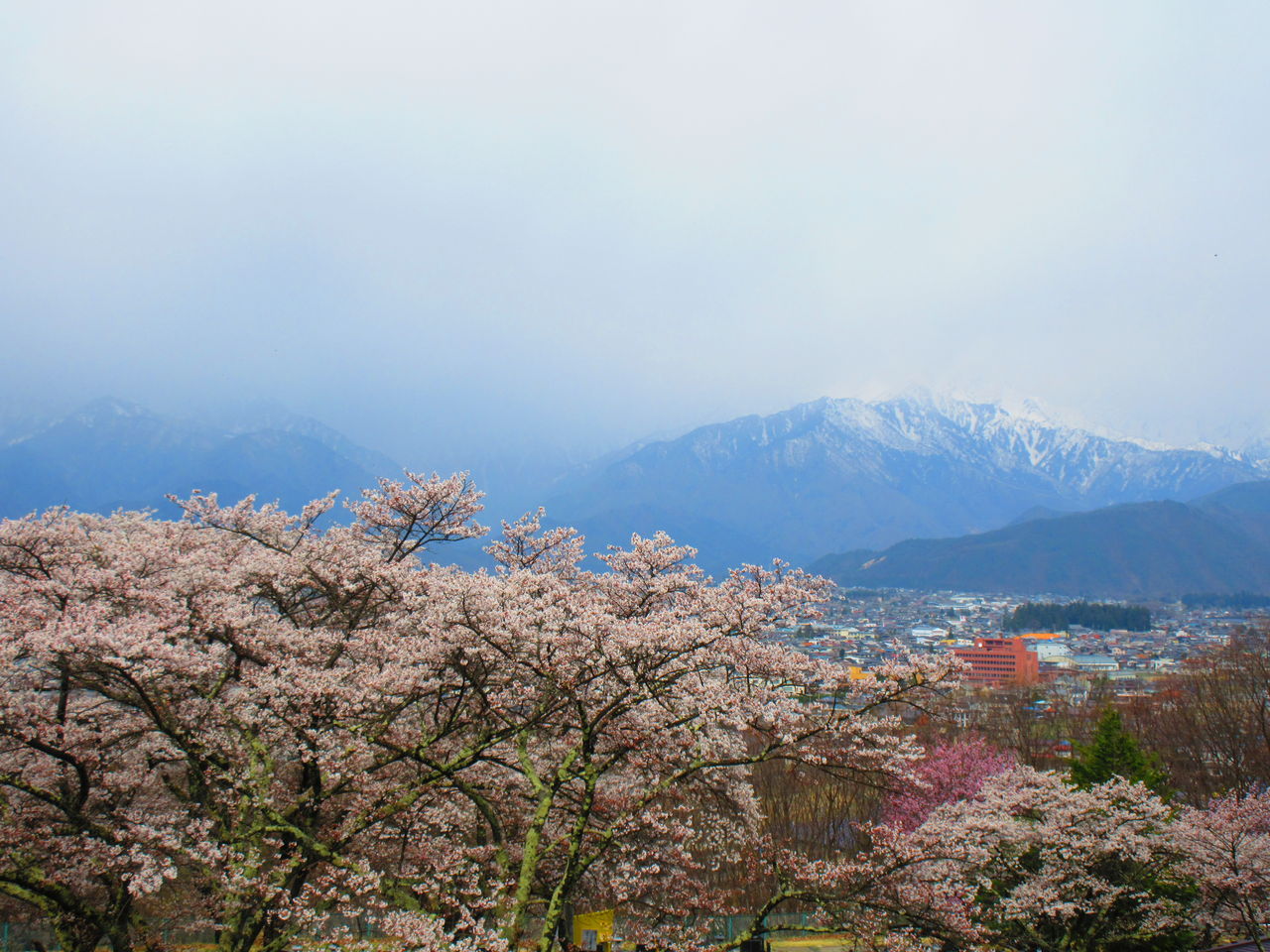大町公園 大町霊園の桜 呑ん子の放浪記