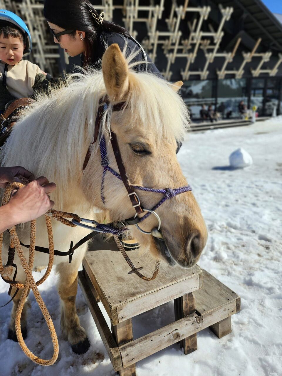 白馬で白い馬に乗ったよ! : 呑ん子の放浪記