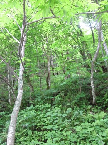 思いでの平湯温泉を楽しむ お宿栄太郎 様 呑ん子の放浪記