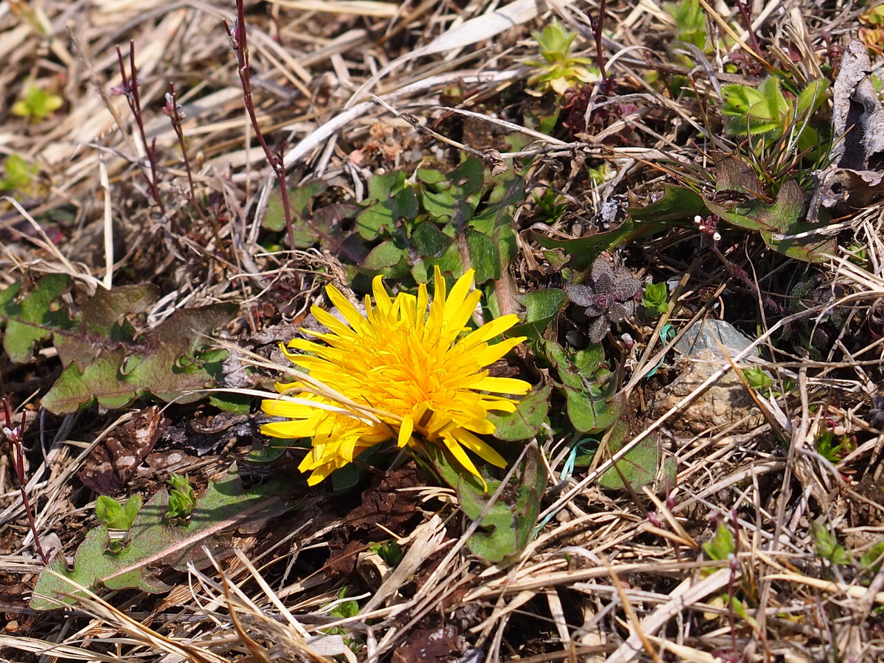 農具川の芝桜 今年は早いかも 呑ん子の放浪記