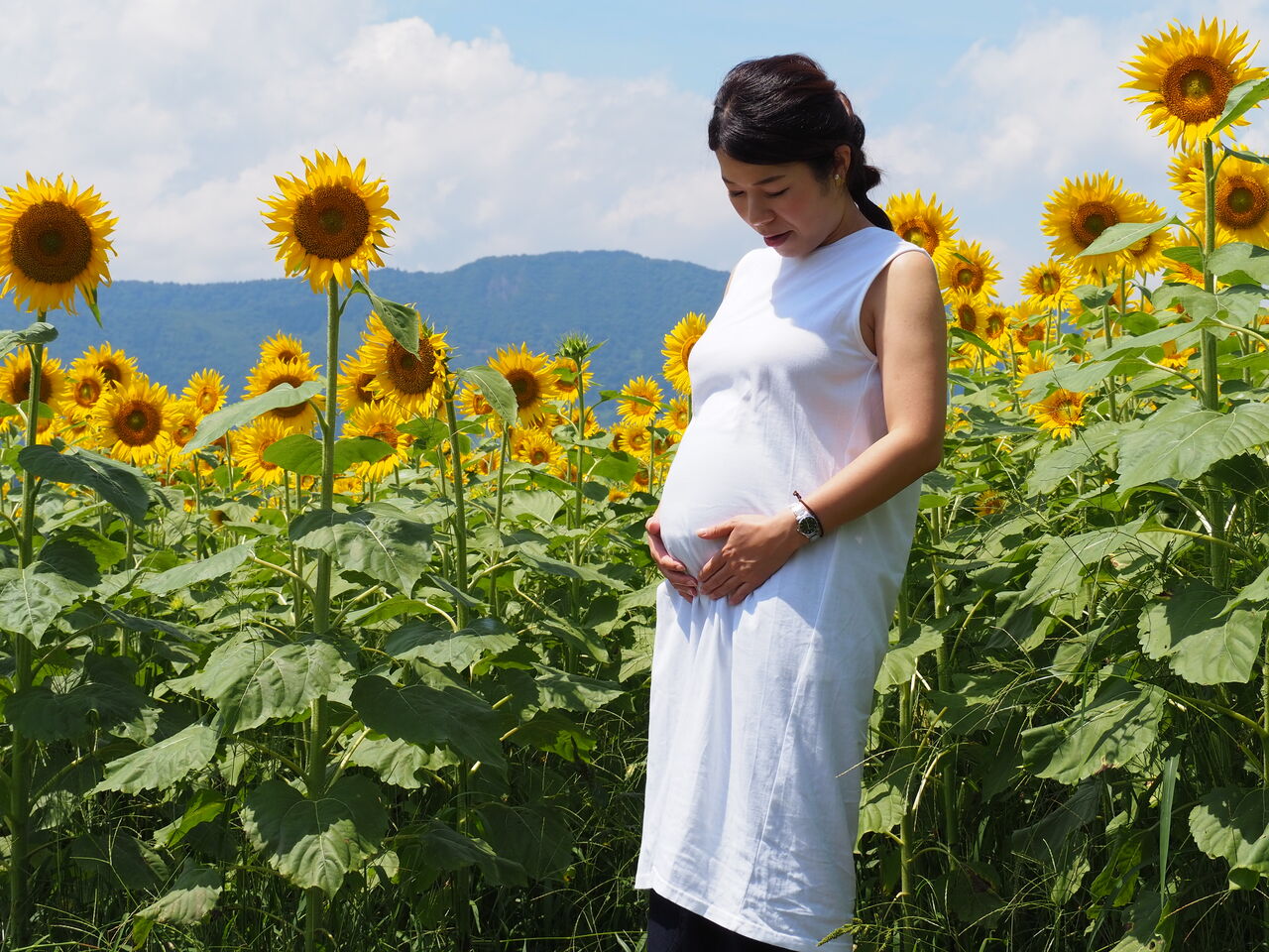天に届くヒマワリ 菜の花公園のひまわり 呑ん子の放浪記 天に届くヒマワリ 菜の花公園のひまわり 呑ん子の放浪記