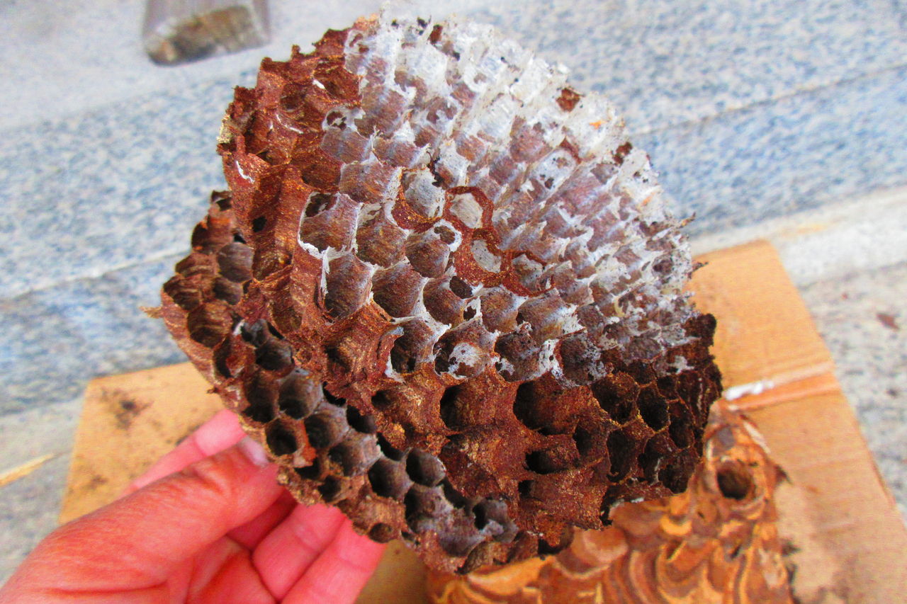 蜂の巣 呑ん子の放浪記