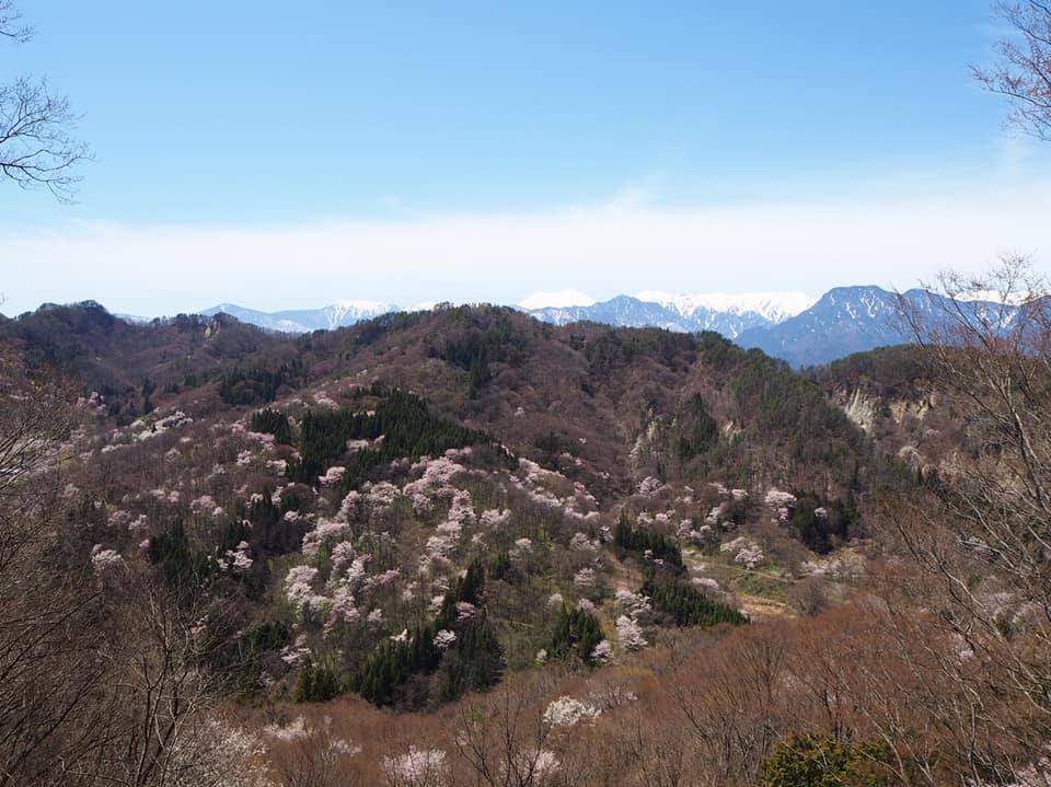 池田町 桜仙峡の桜が満開 陸郷の山桜 桜仙峡 呑ん子の放浪記