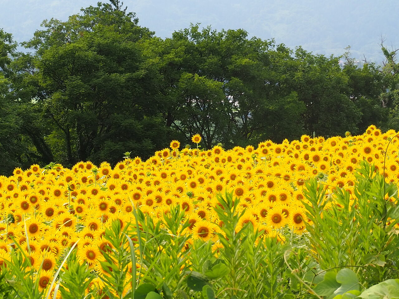 飯山のひまわり畑 呑ん子の放浪記