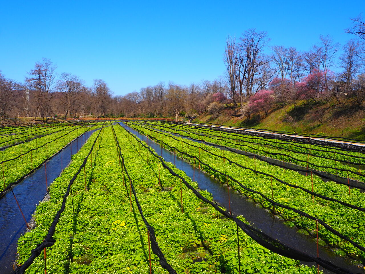 春の大王わさび農場 呑ん子の放浪記