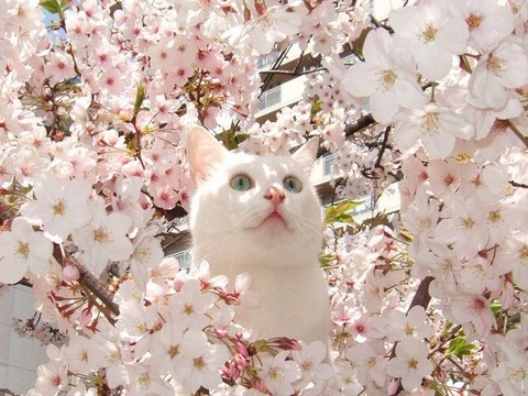 cat_Blossom