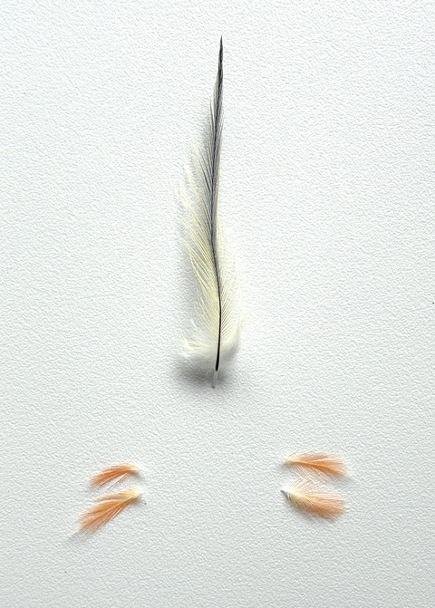 FullSizeRender
