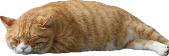 C86C3675-043A-4293-9F00-E4C331CCA91E