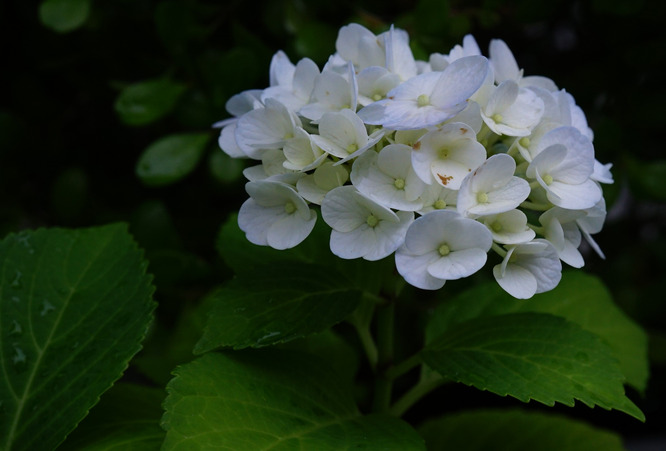 DSC00449