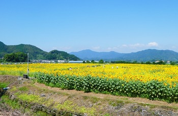 hima3