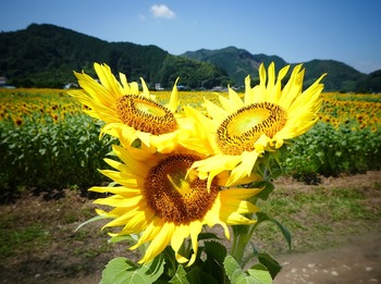 hima8