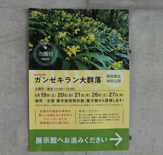 ガンセキラン大群落 高知のんのんお散歩