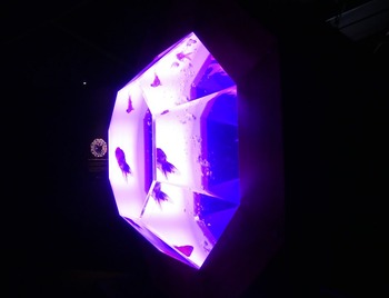 akua18
