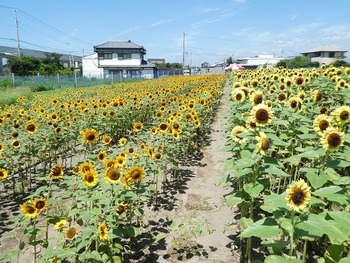 kou7