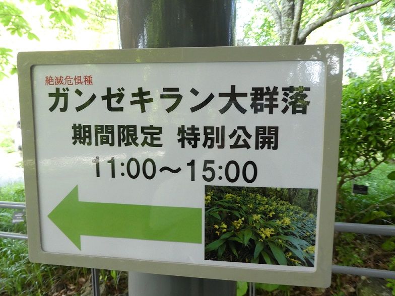 ガンセキラン大群落 高知のんのんお散歩