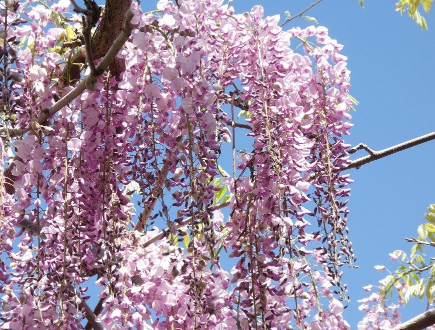 香南市の藤の花 高知のんのんお散歩 香南市の藤の花 高知のんのんお散歩