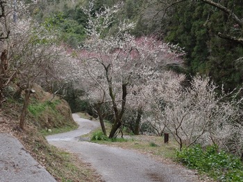 siraki7