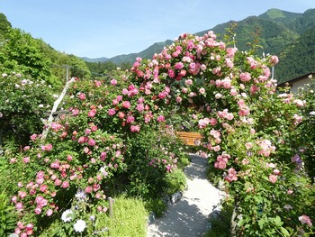 yamao12