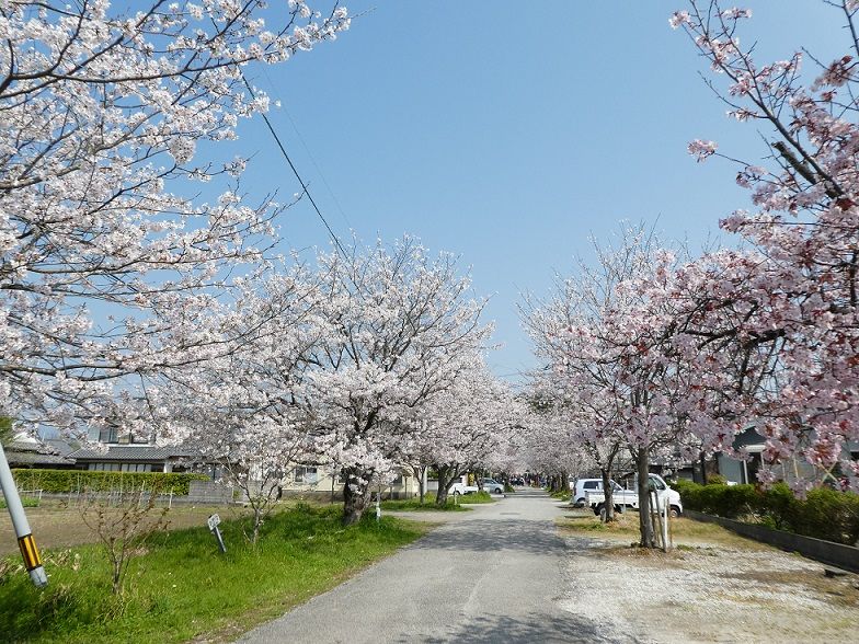 貫之さくらまつりと熊野神社参道の桜 高知のんのんお散歩