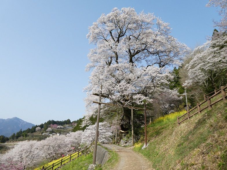 ひょうたん桜 高知のんのんお散歩 ひょうたん桜 高知のんのんお散歩