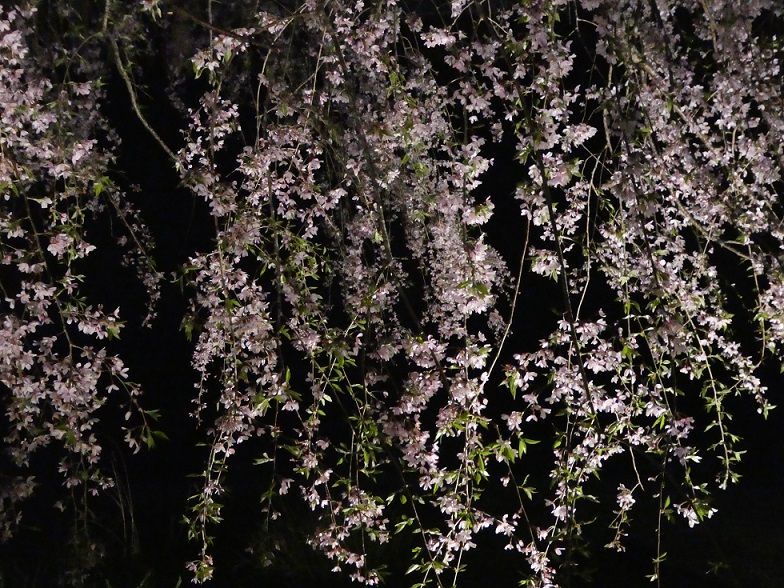 牧野植物園 桜の宵 高知のんのんお散歩 牧野植物園 桜の宵 高知のんのんお散歩