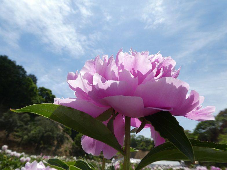 雨森芍薬観光農園19 高知のんのんお散歩 雨森芍薬観光農園19 高知のんのんお散歩