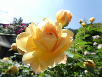 yamao7