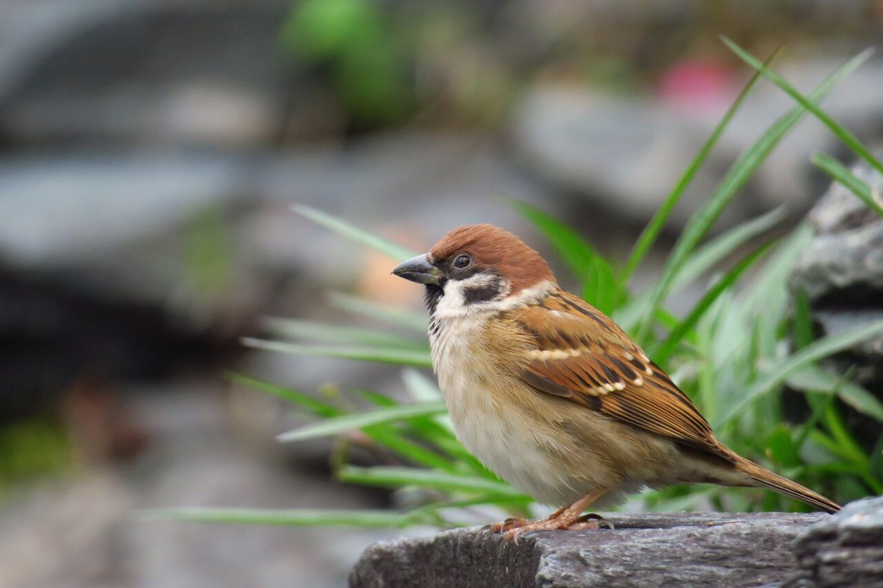 身近な野鳥を知ろう セイブログ 身近な野鳥を知ろう セイブログ