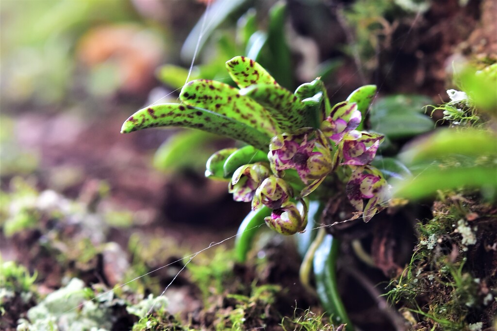 山野草、野生ラン ベニカヤラン 5花付き カヤラン 4花付き