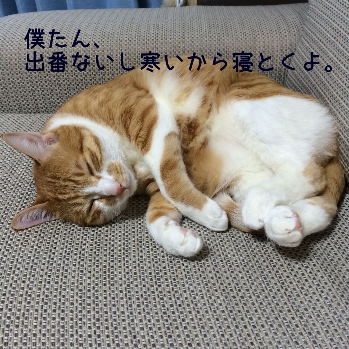 沼津港で初めての夜釣り にゃんこと初めての街でのlifediary 沼津港で初めての夜釣り にゃんこと初めての街でのlifediary