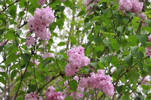 ムラサキハシドイ ライラック リラの和名です 花蝶鳥風ー散歩道の花々 ムラサキハシドイ ライラック リラの和名です 花蝶鳥風ー散歩道の花々