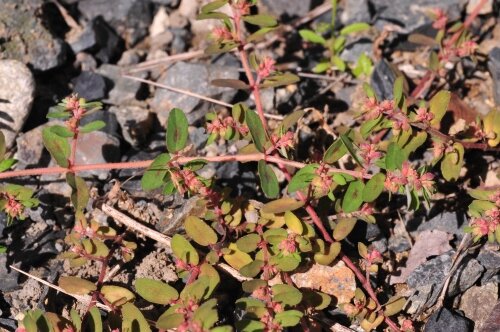 コニシキソウ 赤い茎と緑色の葉 花蝶鳥風ー散歩道の花々 コニシキソウ 赤い茎と緑色の葉 花蝶鳥風ー散歩道の花々
