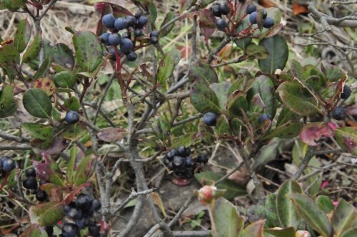 マルバシャリンバイ 季節はずれの花 花蝶鳥風ー散歩道の花々