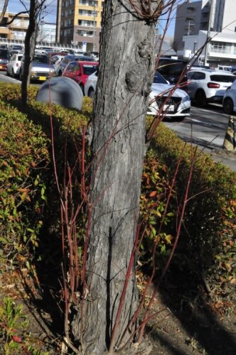 カツラ(成木)~樹皮は縦に割れ目 : 花蝶鳥風ー散歩道の花々