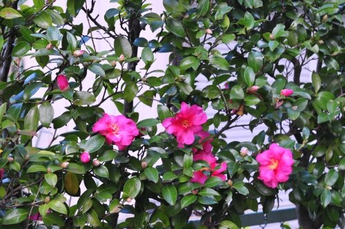 タチカンツバキ サザンカの仲間 花蝶鳥風ー散歩道の花々