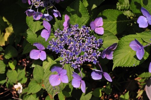 ガクアジサイ 大きな萼片の装飾花 花蝶鳥風ー散歩道の花々 ガクアジサイ 大きな萼片の装飾花 花蝶鳥風ー散歩道の花々