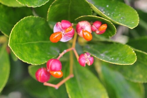 マサキ～実が赤く熟す : 花蝶鳥風ー散歩道の花々