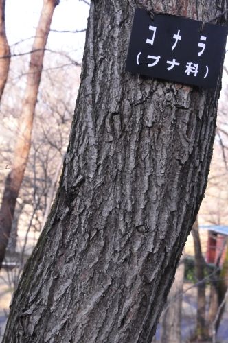 樹皮 ６ コナラ リョウブ ベニシダレ 花蝶鳥風ー散歩道の花々