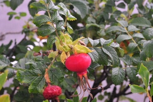 ハマナスの紅い実 花蝶鳥風ー散歩道の花々 ハマナスの紅い実 花蝶鳥風ー散歩道の花々