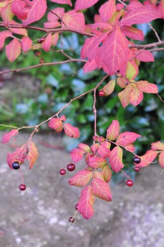 ナツハゼ 紅葉し 実が色づく 花蝶鳥風ー散歩道の花々 ナツハゼ 紅葉し 実が色づく 花蝶鳥風ー散歩道の花々
