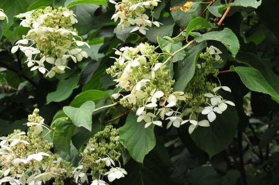 ノリウツギ 和紙を漉く糊を取る 花蝶鳥風ー散歩道の花々