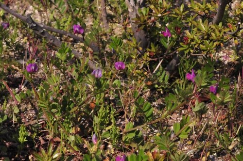 カラスノエンドウ 豆果が真っ黒になるので 花蝶鳥風ー散歩道の花々